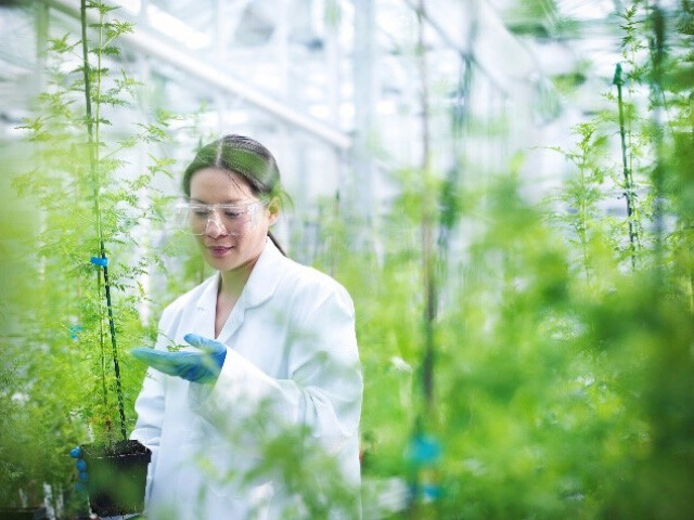 a scientist inside a greenhouse