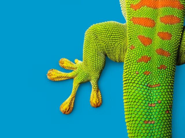 gecko on blue background for market inquiry